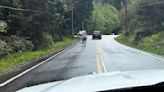 Escaped zebra captured near Seattle after gallivanting around Cascade mountain foothills for days