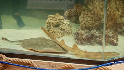 Charlotte the stingray is no longer pregnant, aquarium says