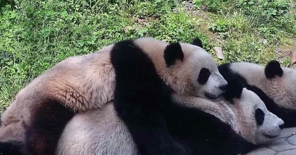 Giant Panda Mom and Cub Share Heartwarming Moments in Touching Video Footage