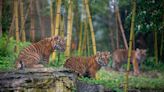 Police investigate tiger sighting near University of Cincinnati; avoid area