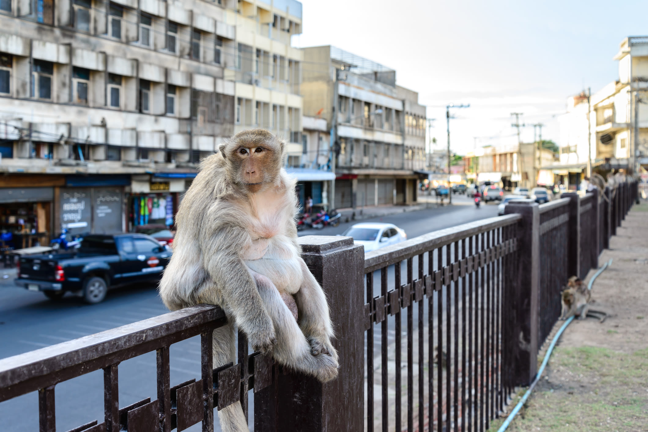 Drunk monkey goes on rampage fueled by jealously over owner's new husband