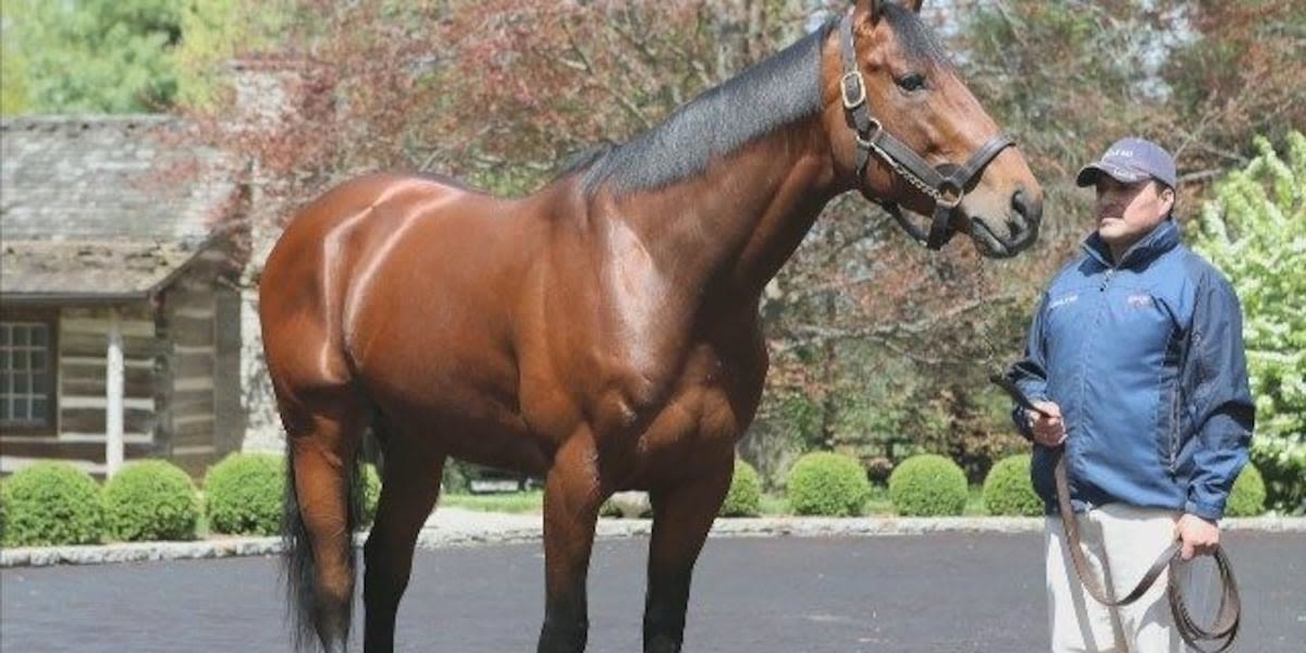American Pharoah: A glimpse into the posh life of a top stud and Triple Crown winner