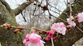 Cherry blossoms emerge early in Rochester's Highland Park