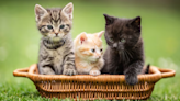 7 Common Mistakes New Kitten Owners Make