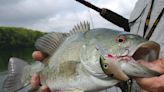 Keep it simple when it comes to catching Pennsylvania's river smallmouths in the spring - Outdoor News