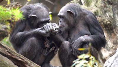 A Mourning Mother Chimp Carries Her Dead Baby For 3 Months At Zoo