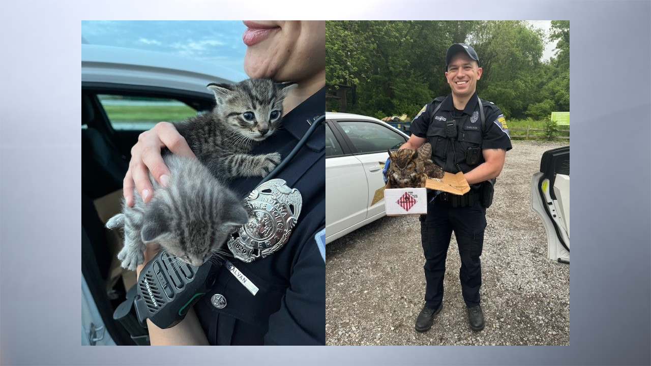 Critter defenders: ISP K-9 rescues abandoned kittens; trooper saves injured owl from I-94