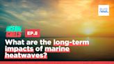 What are the long-term impacts of marine heatwaves?