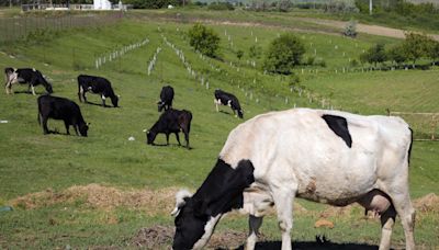 Gassy cows and pigs will face a carbon tax in Denmark, the first country to do so