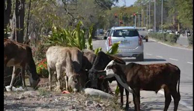 Why UP needs to take stray cattle menace by its horns