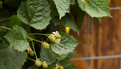 10 Tips for Using a Raspberry Trellis to Make Harvesting So Much Easier
