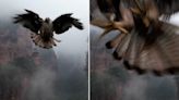 Moment bird of prey attacks drone in mid-air