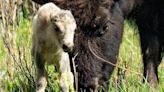 Native Americans see omen in Yellowstone's rare white bison