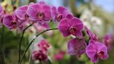 Orchids bloom like crazy when giving them one kitchen scrap a week