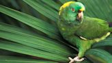 Something Strange Is Happening to The Calls of Amazon Parrots