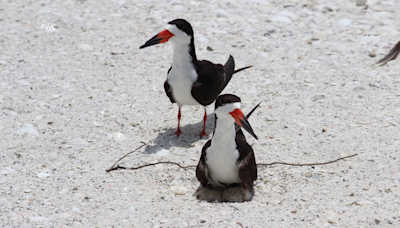 Helping Florida's threatened shorebird population during nesting season