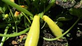 The Plant Doctor: Save your squash from worms