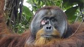 A wild orangutan used a medicinal plant to treat a wound, scientists say