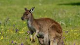 Ever seen the inside of a kangaroo pouch? Millions of people on TikTok now have, and it's blown their minds.