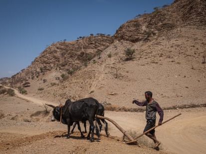 How the west’s wellness industry is driving Ethiopia’s frankincense trees towards extinction