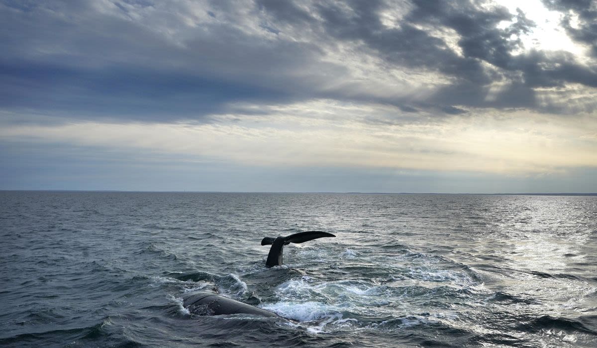 Rare whale sighted off California coast