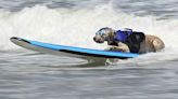 NO COMMENT: ¡Perros surferos! Cientos de mascotas se suben a las olas en California