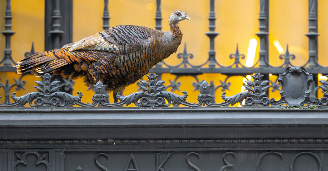 ‘She Is Such an Athlete’: Astoria the Wild Turkey Is a Manhattan Celebrity