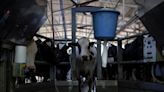 Autoridades hallan en Michigan segundo caso humano de gripe aviar vinculado a vacas lecheras - La Opinión