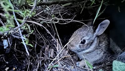 Baby animals in your backyard? What to do if you see these critters near your home