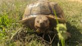 African tortoise reunites with its owner after being missing for 3 years in Florida