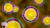 Blastocystis: Gut parasites that keep you healthy – DW – 07/16/2024