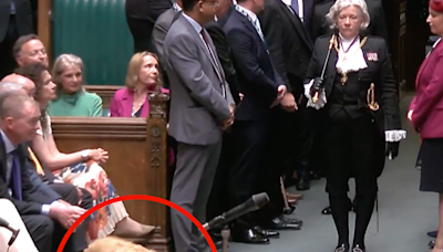 Eagle-eyed viewers spot newest (canine) member of House of Commons on TV