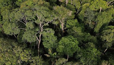 'Amazonia' bonds in 2024 seen a tough sell for some