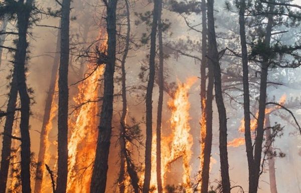 Fireworks blamed for Tea Time Hill Wildfire in Wharton State Forest