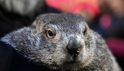 Punxsutawney Phil’s babies are named Shadow and Sunny. Just don’t call them the heirs apparent