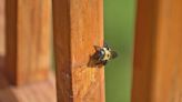 Here's Exactly How to Get Rid of Carpenter Bees