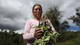 Las sequías acentuadas por El Niño profundizan las brechas de pobreza en Perú