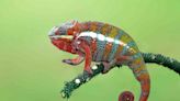 Should You Keep a Panther Chameleon as a Pet?