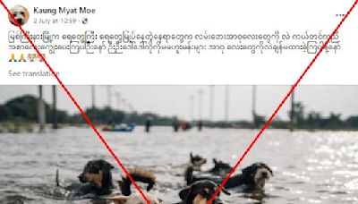Old photos of stranded dogs falsely linked to north Myanmar floods in 2024