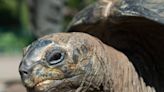 Tortoises freeze to death after electrician fails to spot faulty heating lamp