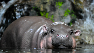 Berlin Zoo Celebrates Birth of Adorable Pygmy Hippo and Asks for Name Suggestions