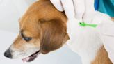 Everything To Know About Anaplasmosis in Dogs