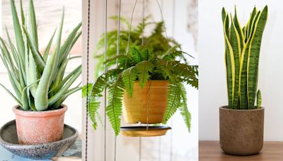 ¿Qué tipo de plantas de interior son las mejores purificadoras de aire?