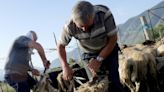 Albania's shepherds race to save sheep from crushing heatwave