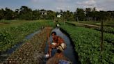 As seas rise, Bangladesh farmers revive floating farms