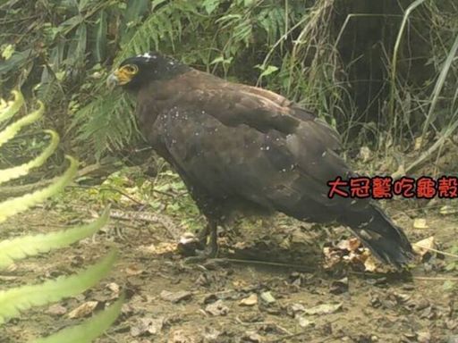 苗栗山區架自動相機觀察石虎 竟拍到大冠鷲狂吞肥碩龜殼花