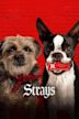 Strays