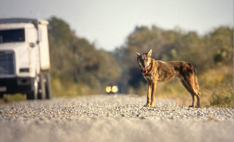 An endangered red wolf was killed by a vehicle near the Outer Banks. It’s the fourth death in 10 months.