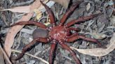 'Big, Beautiful Species' of Giant Trapdoor Spider Discovered