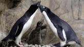Antarctic penguins recognise themselves in mirror, hinting they belong to small list of self-aware animals